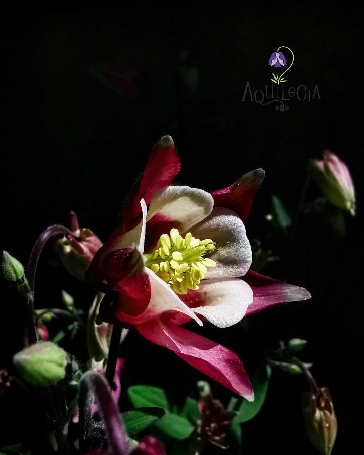B&B Aquilegia 악콸라냐 외부 사진